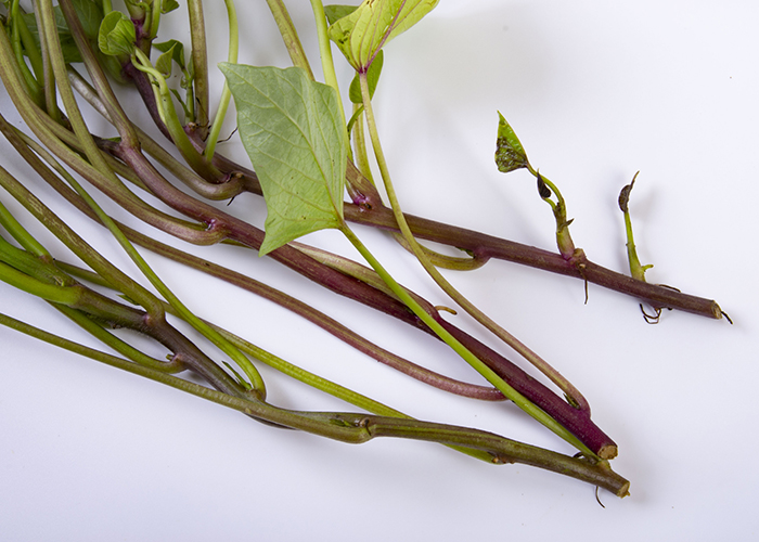 元気で丈夫なさつまいもの苗を見分ける5つのチェックポイント