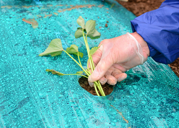 さつまいもの収穫量が変わる苗の植え方3パターン