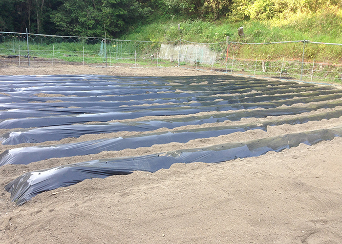 さつまいもの苗を植え付け前に必須の土作りと畝立て