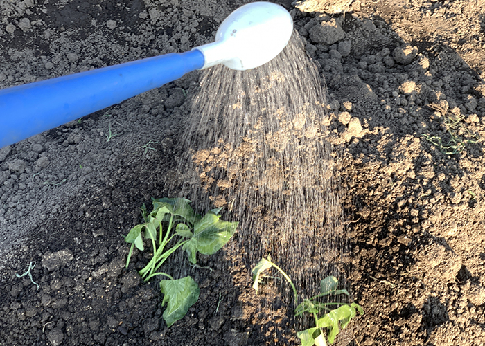 さつまいもの苗の植え付け後の水やりと管理の基本