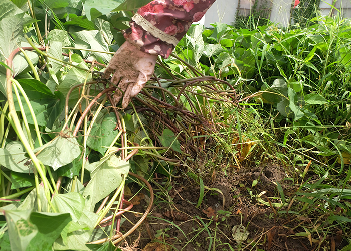 さつまいも収穫量アップの鍵「つる返し」は本当に必要か