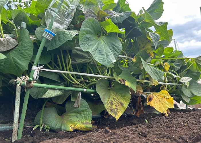 さつまいもの収穫時期の見極め方