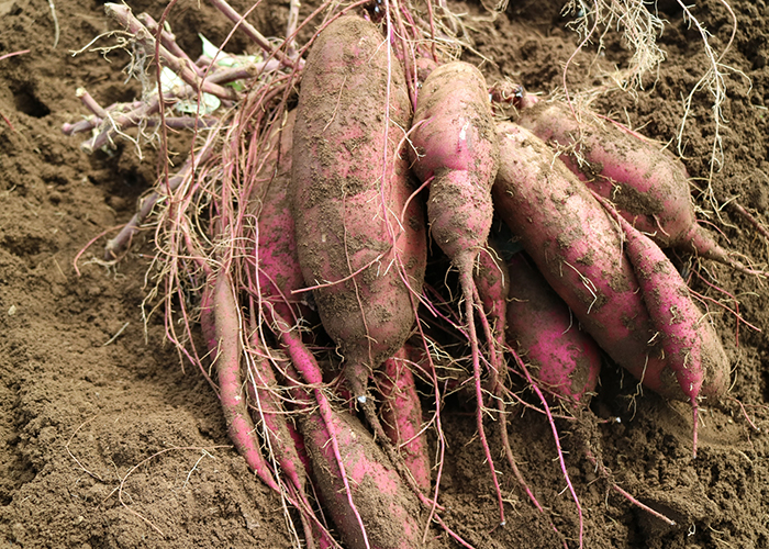 ねっとり甘い「紅はるか」