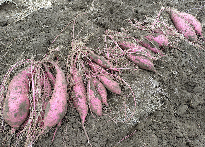 しっとり食感の「シルクスイート」