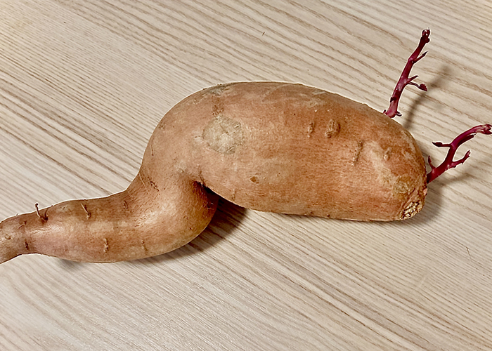 芽が出てきたさつまいもは食べられる?