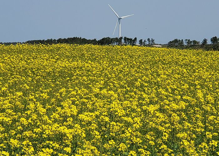 【春】魚津ヶ崎 菜の花まつり