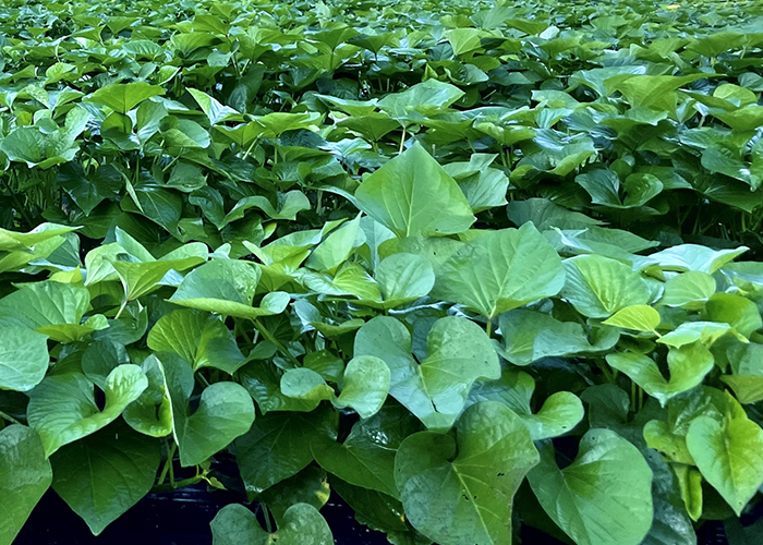 生育状況モニタリングによる収量アップ事例