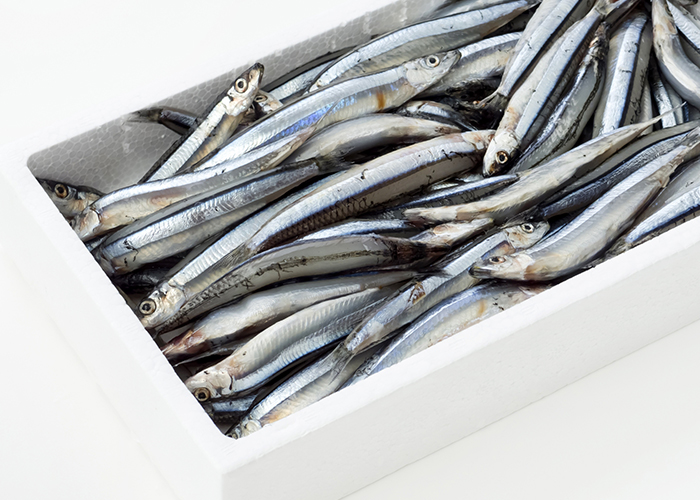 キビナゴといった地魚が主役