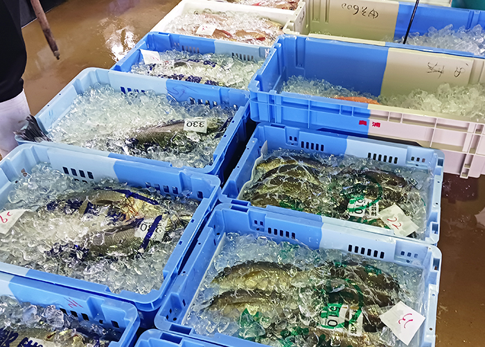 漁港直送だからこその圧倒的な鮮度