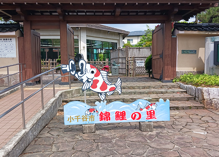 鑑賞用の「錦鯉(にしんごい)」の歴史を学べる施設、「錦鯉の里」