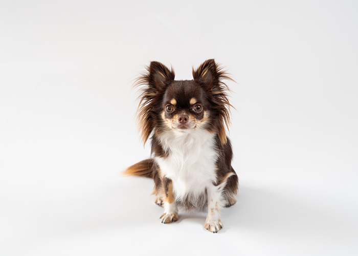 超小型犬（4kg未満）に与えてよいさつまいもの量