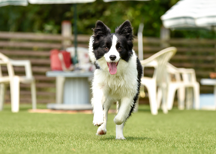 中型犬（25kg未満）に与えてよいさつまいもの量