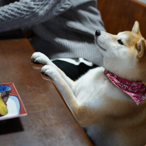犬にさつまいもを毎日あげても平気？体重別の一日の目安量と正しいあげ方