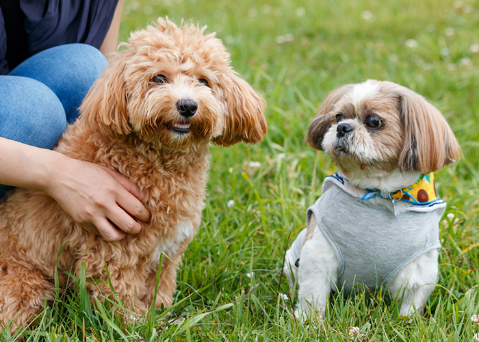 さつまいもに含まれる栄養素と犬の健康効果