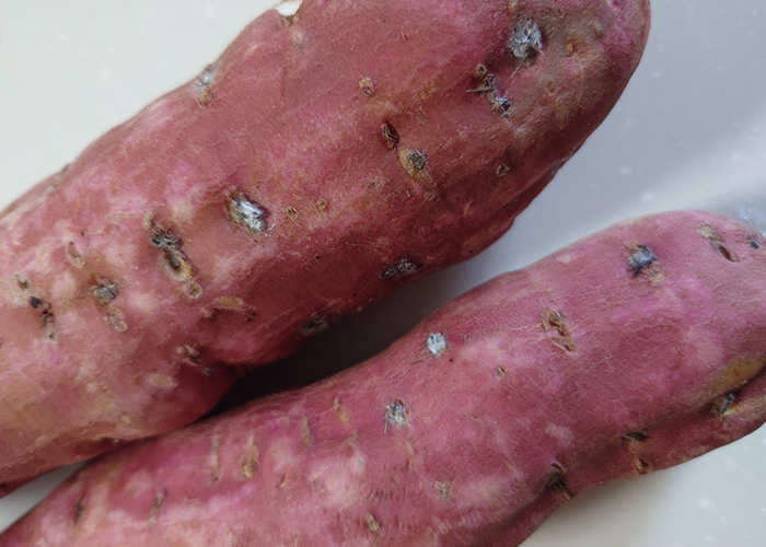 さつまいもが傷んでいるサインと食べられない状態の見分け方