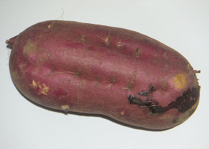 腸内環境を整える食物繊維とヤラピン